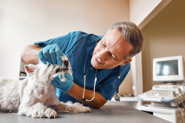  Boonsboro, MD Emergency Dentist Pros